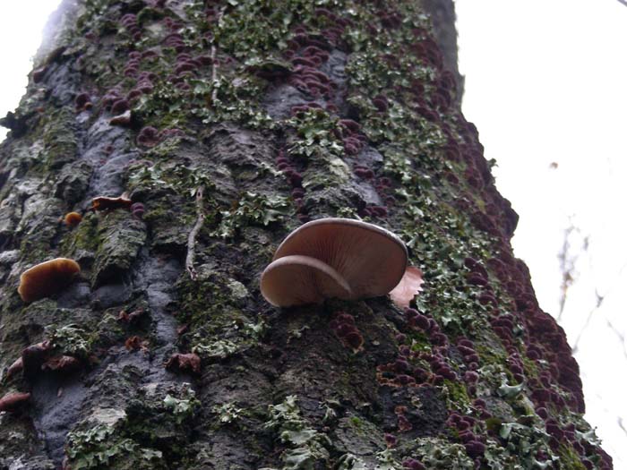 Pleurotus ostreatus 11.01.08