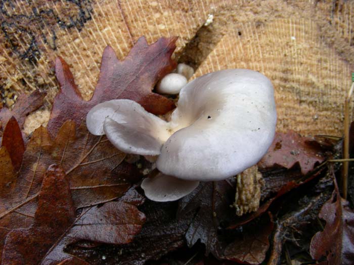 Pleurotus ostreatus 11.01.08