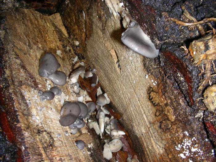 Pleurotus ostreatus 11.01.08