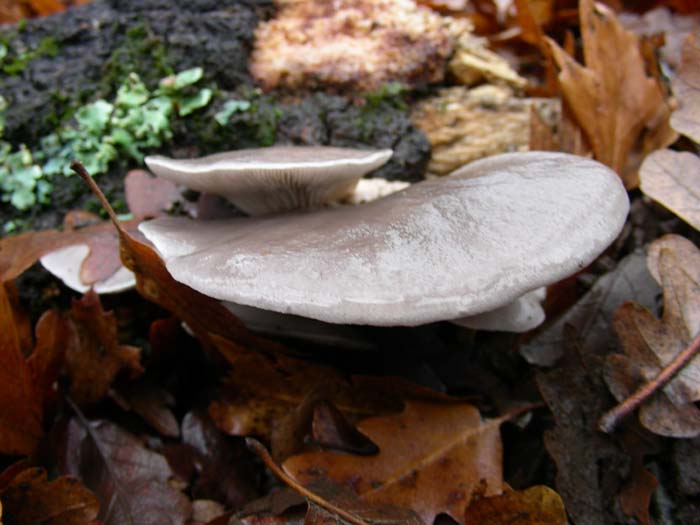 Pleurotus ostreatus 11.01.08