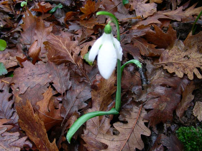 Galanthus nivalis / Bucaneve