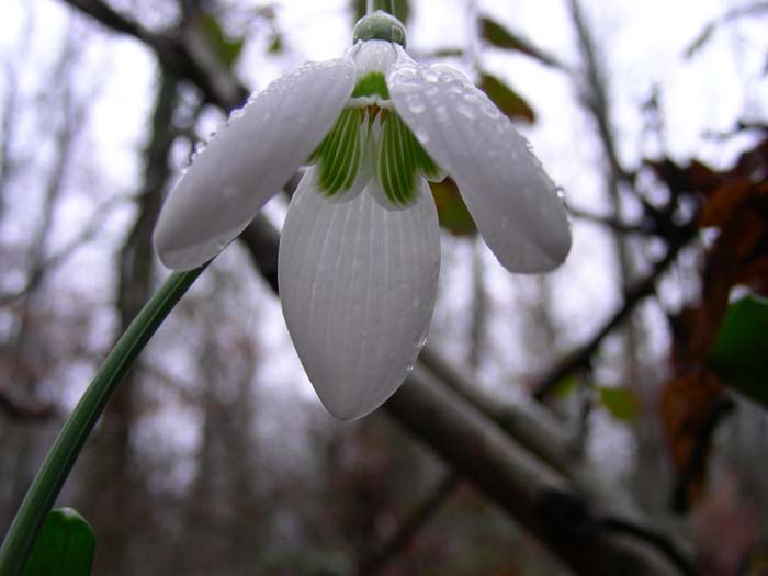 Galanthus nivalis / Bucaneve