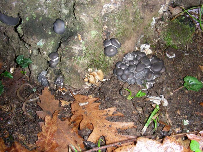 Pleurotus ostreatus 11.01.08