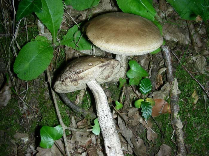 funghi fotografati sotto leccio.