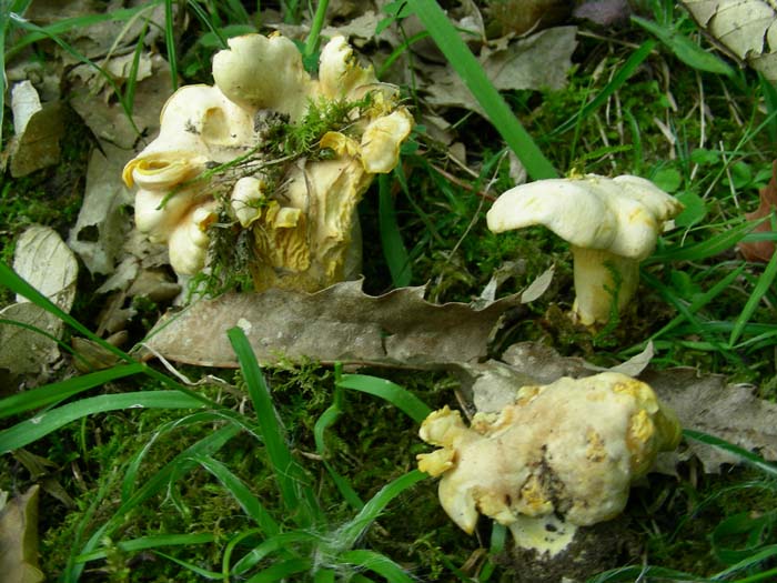 funghi fotografati sotto castagno