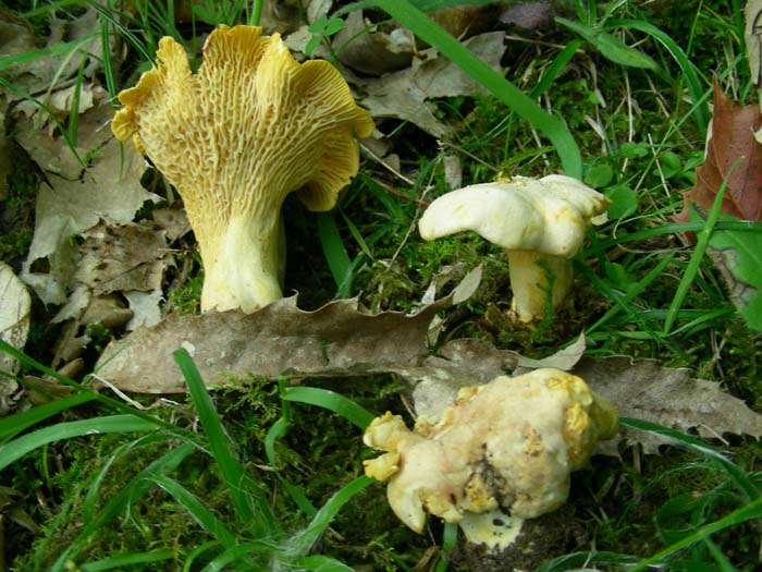 funghi fotografati sotto castagno