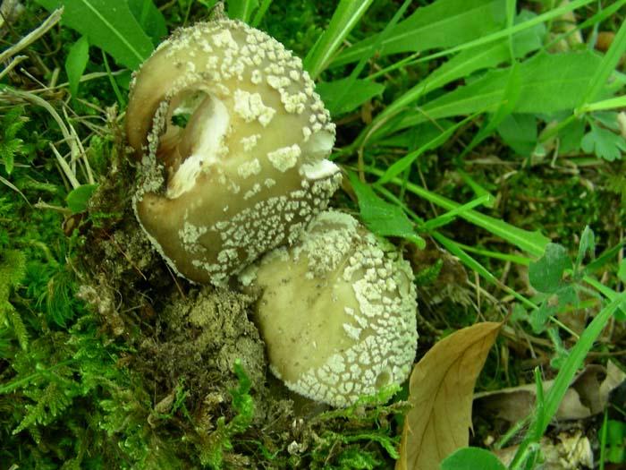 funghi fotografati sotto castagno