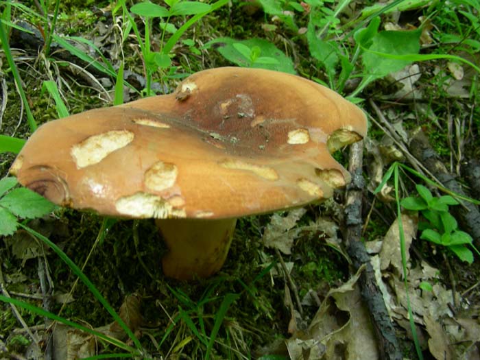 funghi fotografati sotto castagno