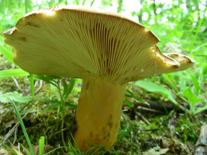 funghi fotografati sotto castagno