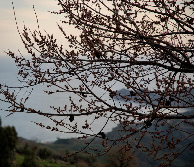 2. Le colline di Taormina:Aphyllophorales e molto altro.