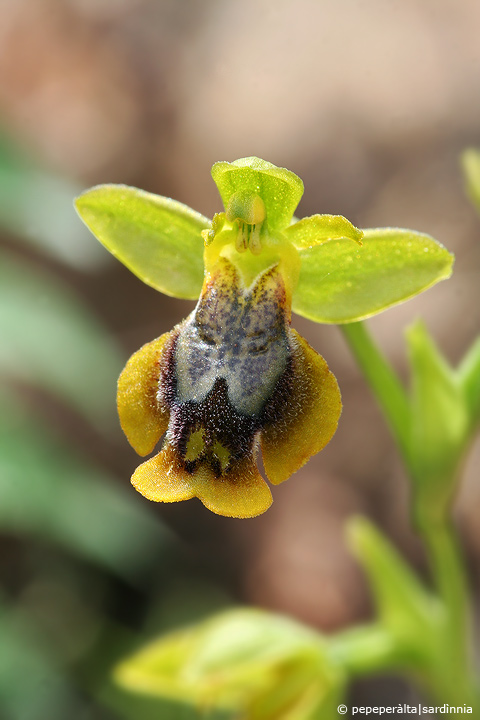 Ophrys lutea, sicula o cosa??