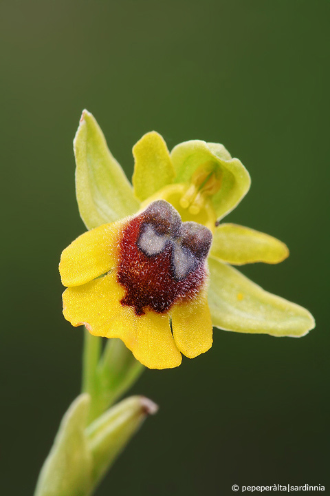 Ophrys lutea, sicula o cosa??