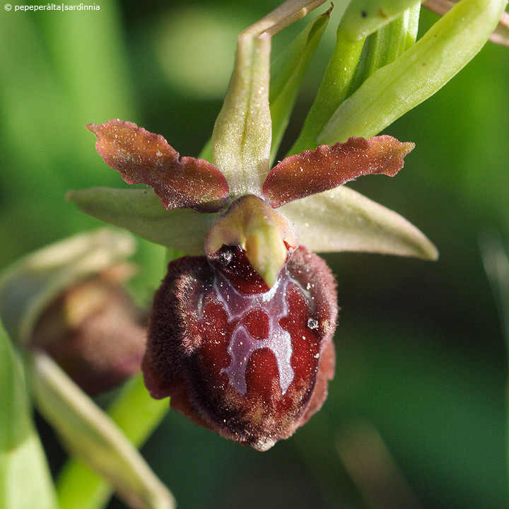 Ophrys garganica (O. passionis var. garganica)