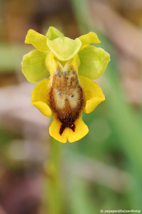 Ophrys lutea, sicula o cosa??