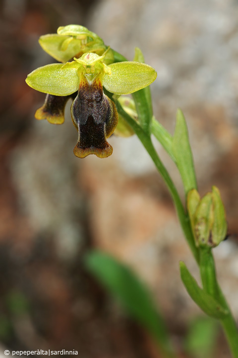 Ophrys lutea, sicula o cosa??