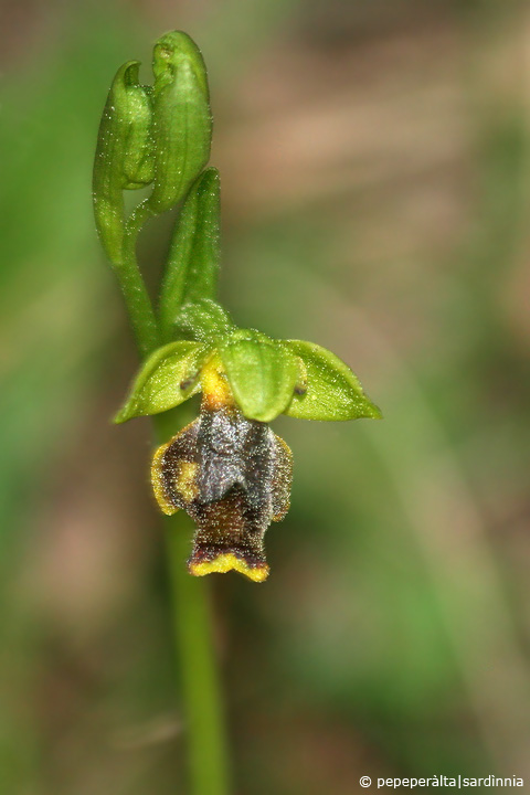 Ophrys lutea, sicula o cosa??