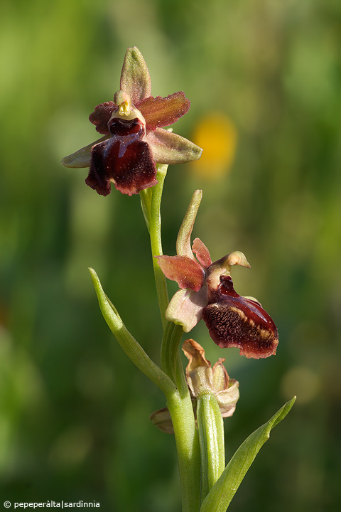 Ophrys garganica (O. passionis var. garganica)