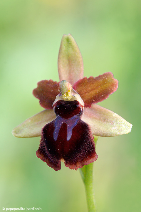 Ophrys garganica (O. passionis var. garganica)