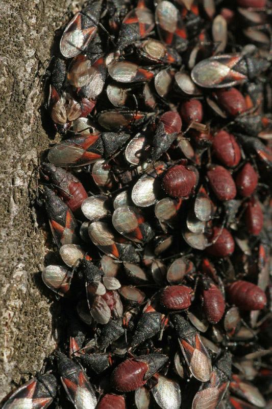 Lygaeidae: Oxycarenus lavaterae sul M.Barro