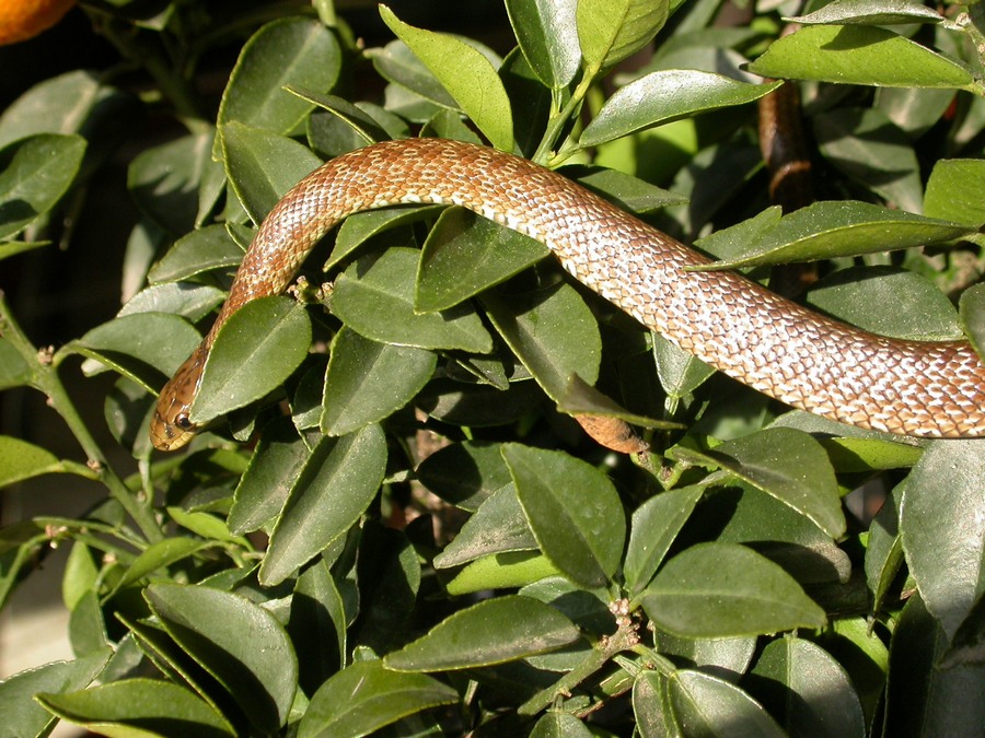 Zamenis lineatus o longissimus?