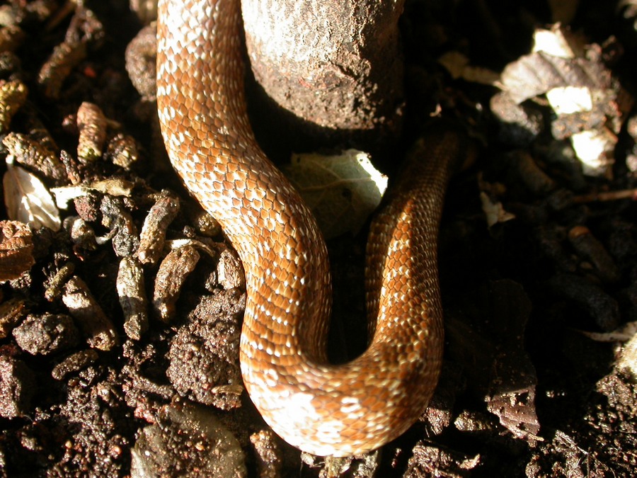 Zamenis lineatus o longissimus?