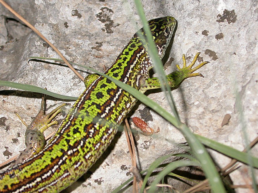 Lacerta bilineata!