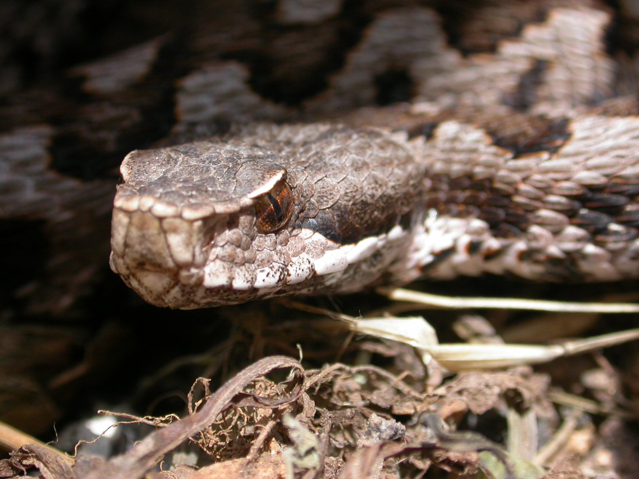 Vipera aspis Hugy, occhio rossastro..