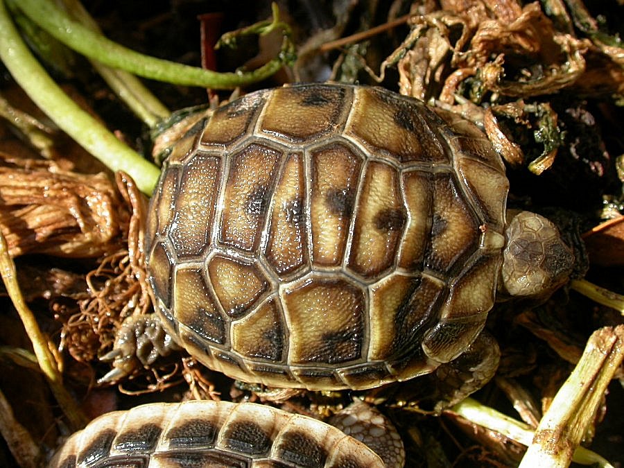 Testudo hermanni, varazioni sul tema