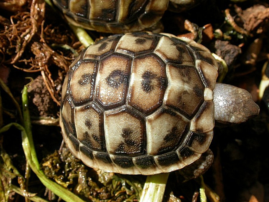 Testudo hermanni, varazioni sul tema