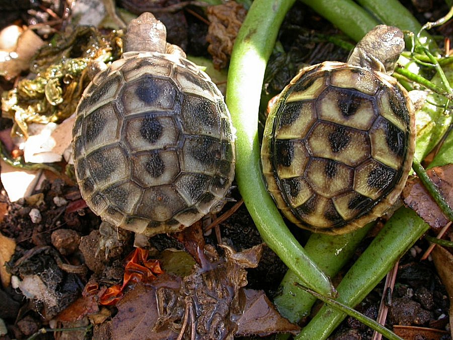 Testudo hermanni, varazioni sul tema