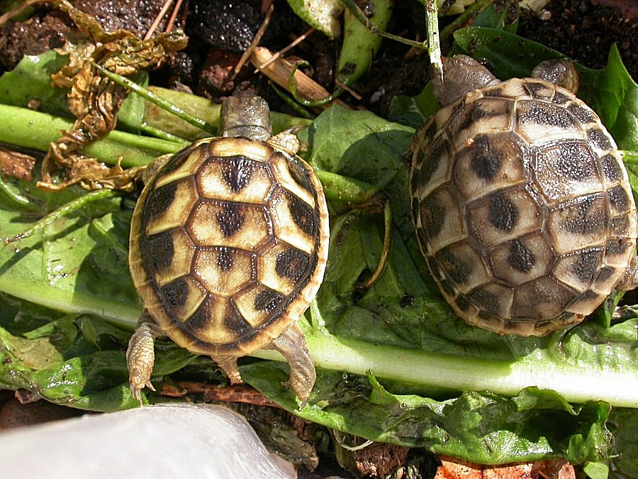 Testudo hermanni, varazioni sul tema