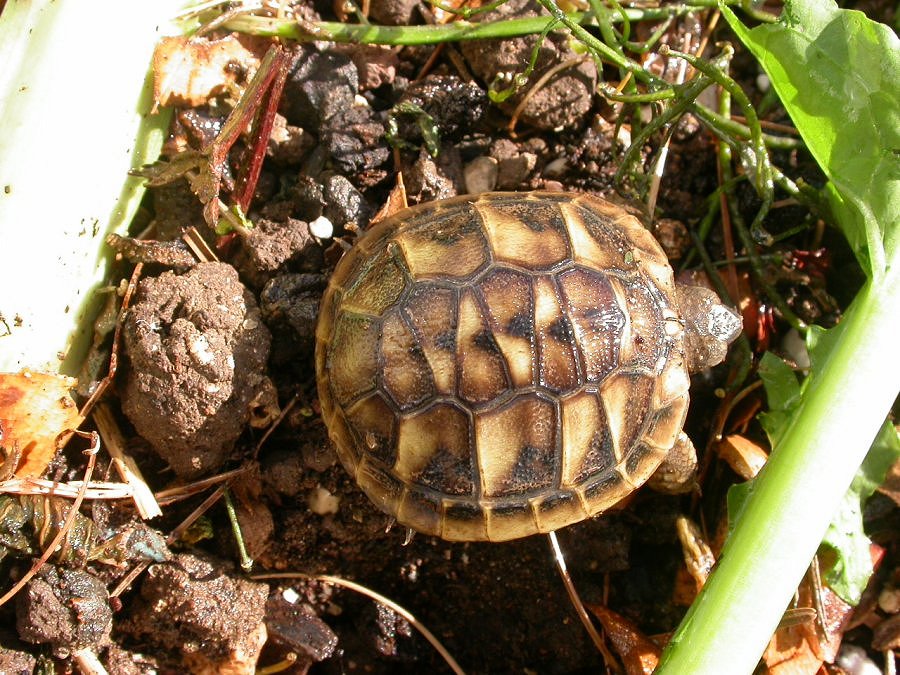 Testudo hermanni, varazioni sul tema