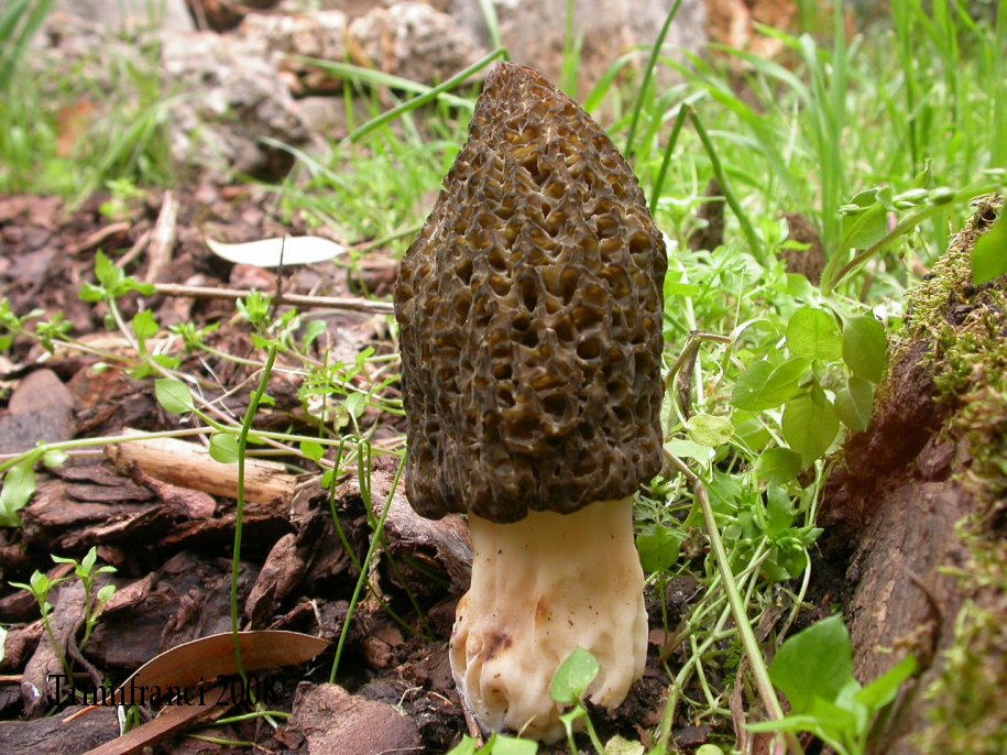 Phallus impudicus? No, Morchella conica!