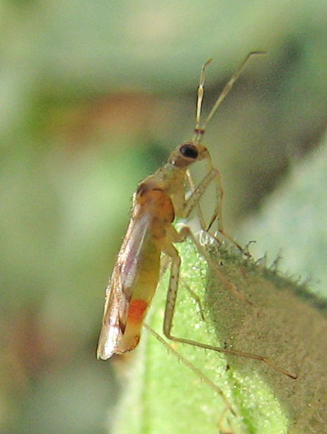 Small Heteroptera: Dicyphus sp.?