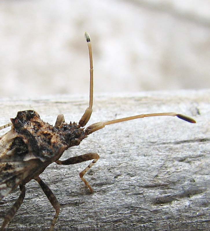 Heteroptera d''Israele: Centrocoris