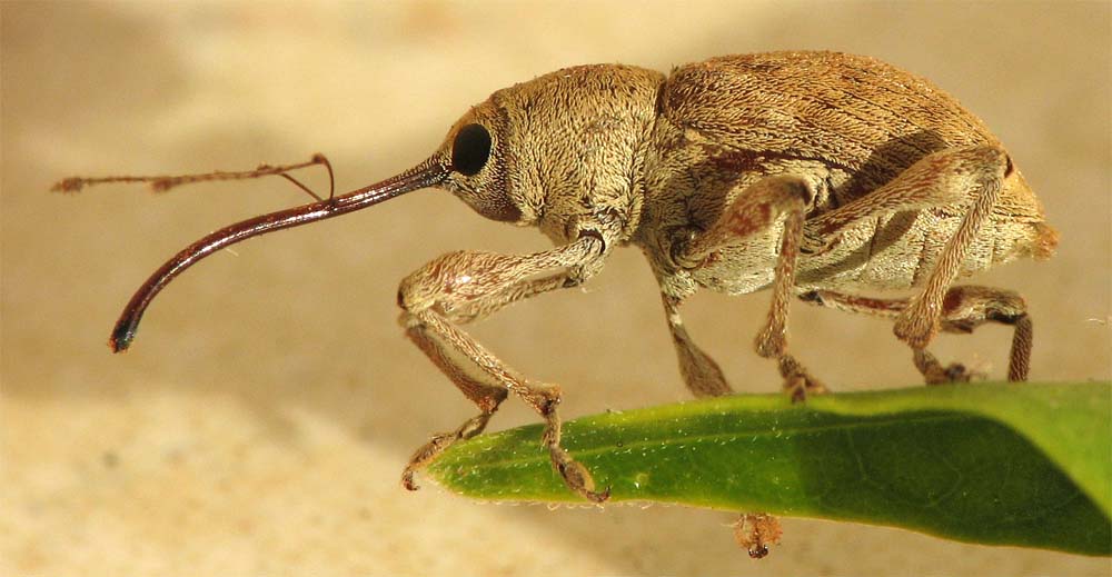 Curculio pellitus from Israel