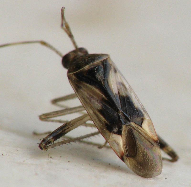 Heteroptera d''Israele: Megacoelum e Nysius