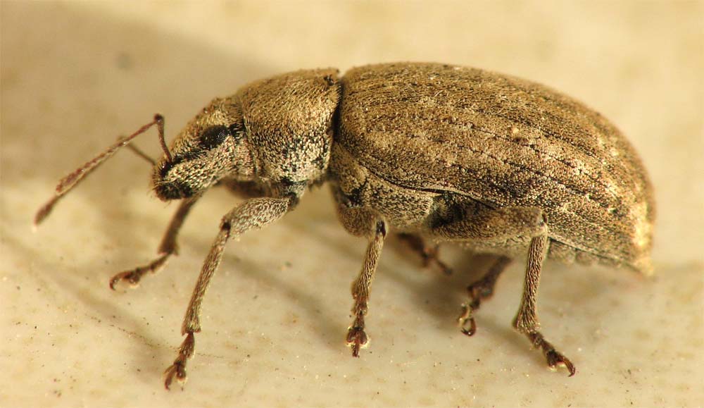 Curculio pellitus from Israel