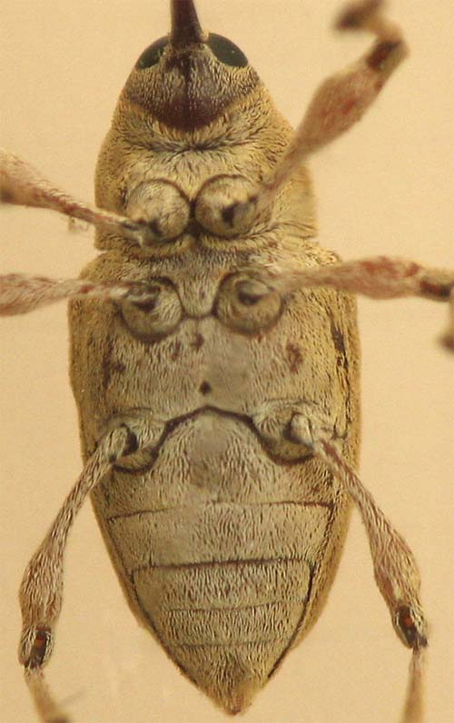 Curculio pellitus from Israel