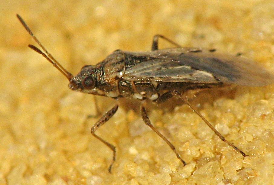 Heteroptera d''Israele: Megacoelum e Nysius