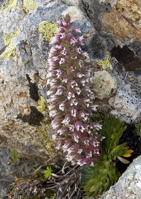 Saxifraga florulenta / Sassifraga dell''Argentera