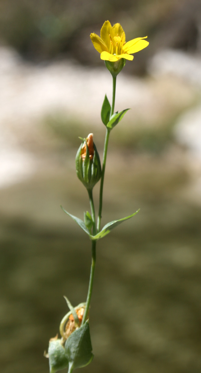 Blackstonia perfoliata / Centauro giallo