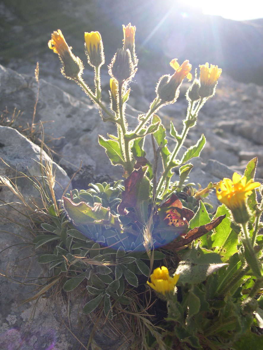 Hieracium amplexicaule L. / Sparviere a foglie abbraccianti