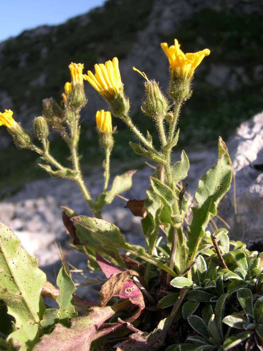 Hieracium amplexicaule L. / Sparviere a foglie abbraccianti