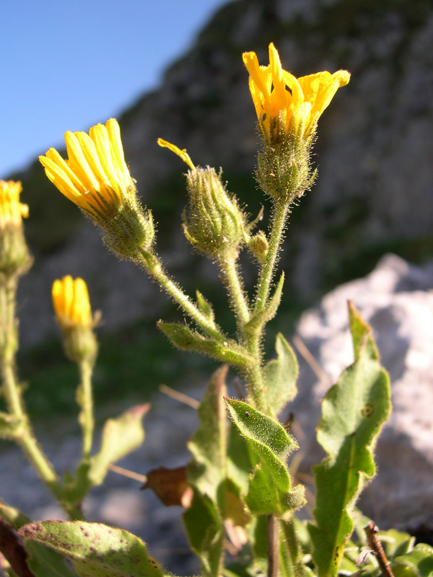 Hieracium amplexicaule L. / Sparviere a foglie abbraccianti