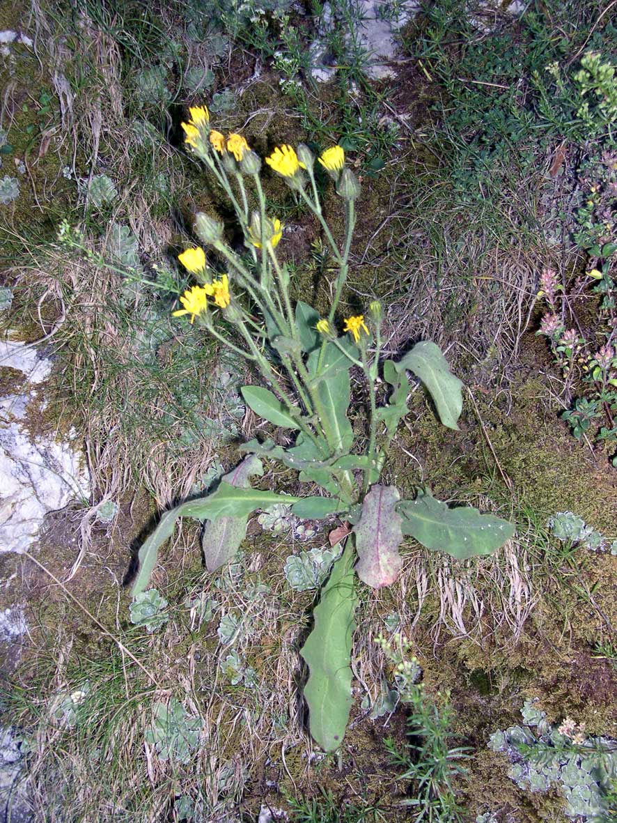 Hieracium amplexicaule L. / Sparviere a foglie abbraccianti