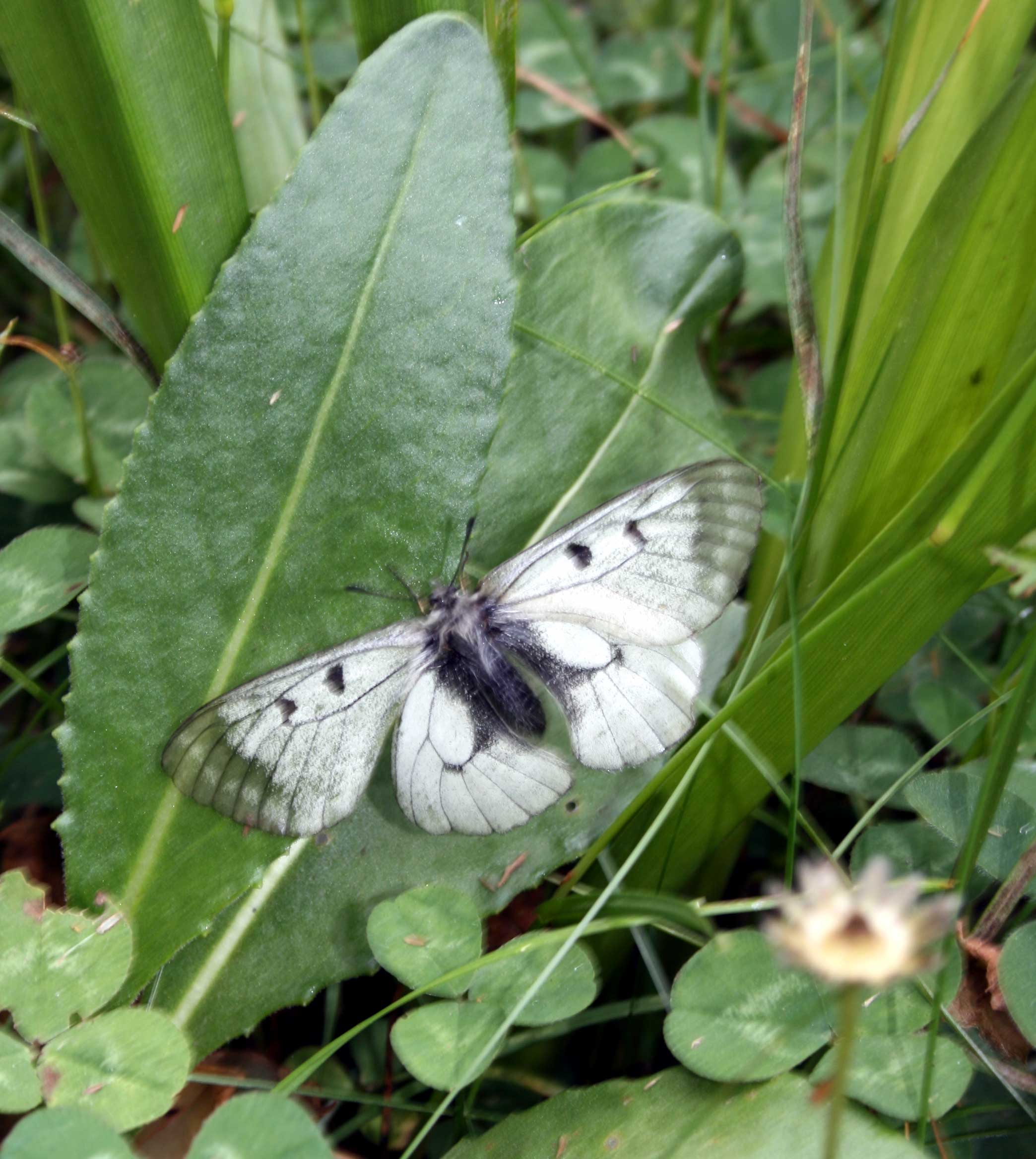 Parnassius mnemosyne