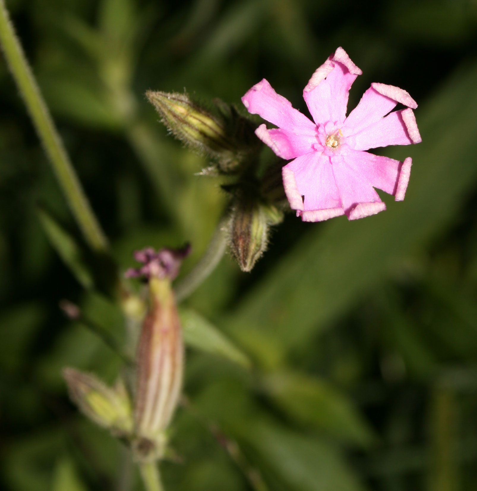 il colore rosa