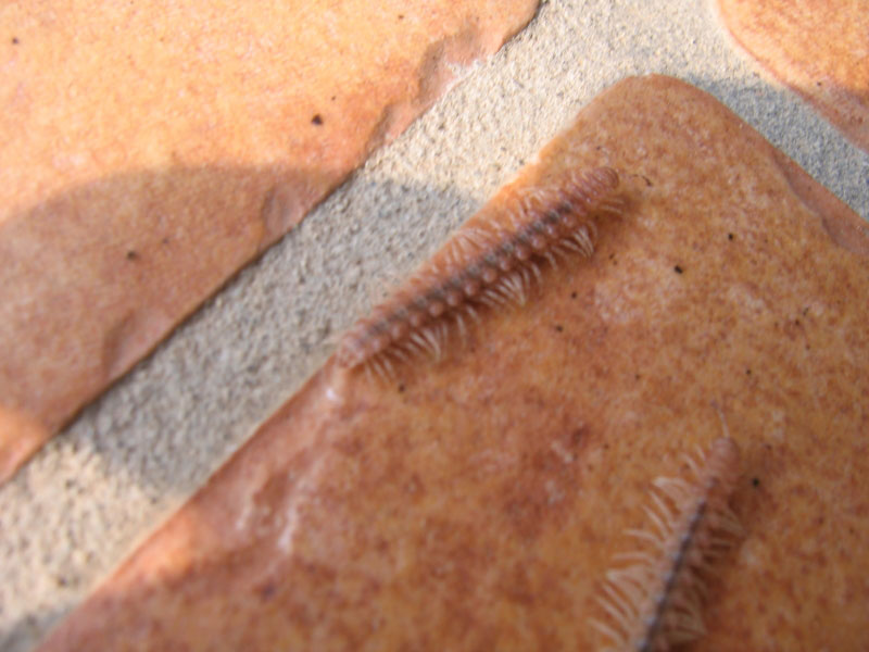 Polydesmus sp.