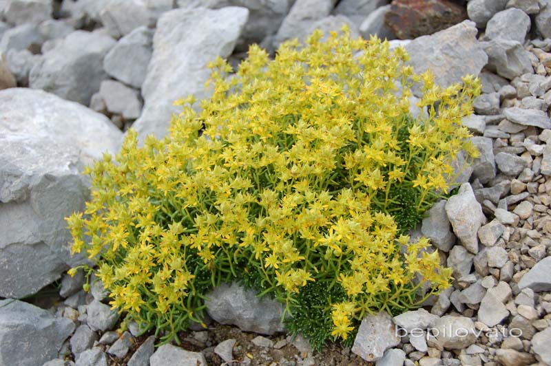 Saxifraga aizoides e Scabiosa sp.